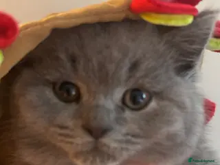 British Shorthair cats Beautiful British blue babies - Advert 3
