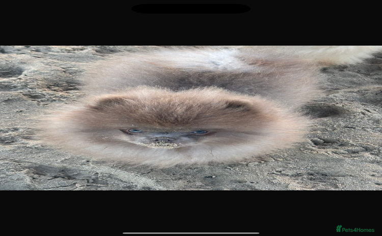 Pomeranian dogs Lilac Pomeranian for stud - Advert 10