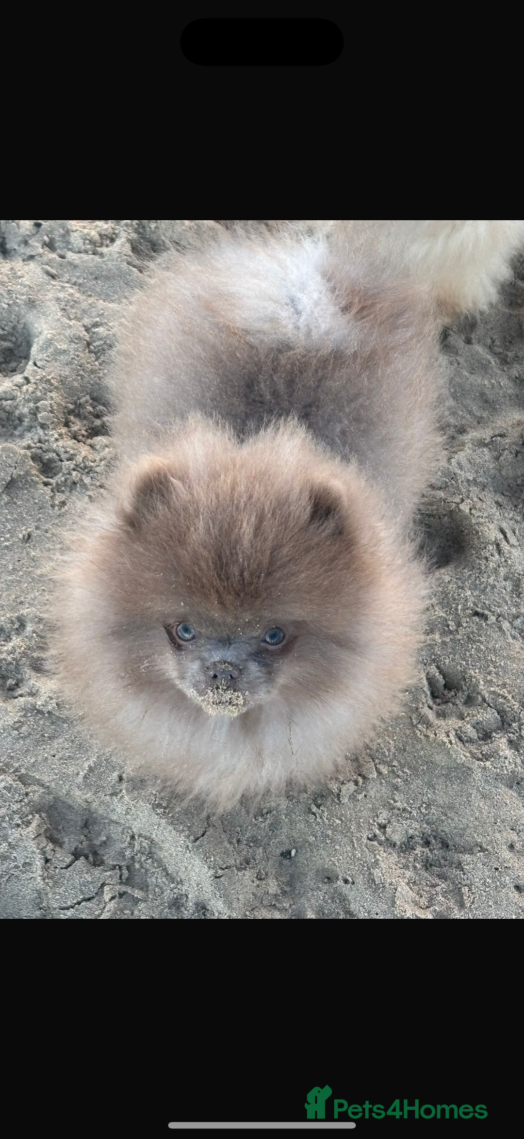 Pomeranian dogs for stud: Lilac Pomeranian for stud - Advert 1