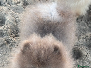 Pomeranian dogs Lilac Pomeranian for stud - Advert 1