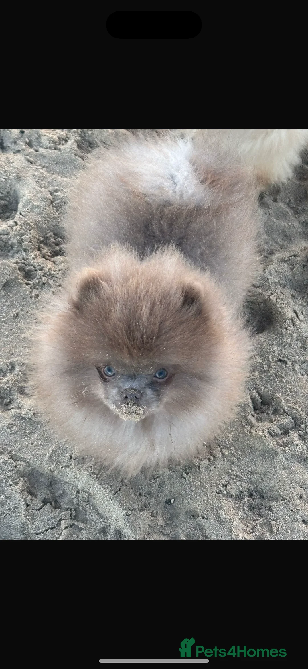 Pomeranian dogs for stud: Lilac Pomeranian for stud - Advert 1