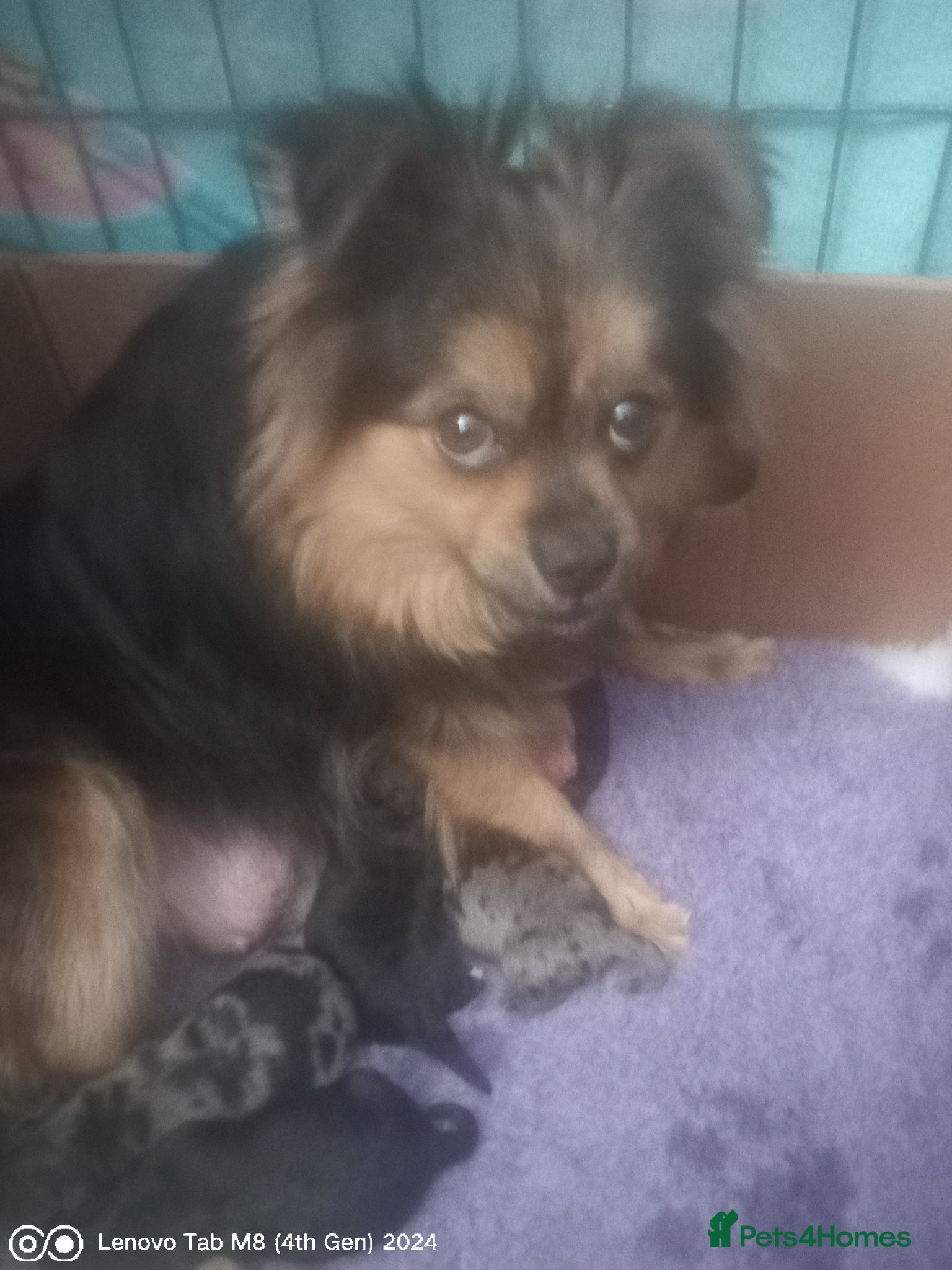 Mixed Breed dogs  pom puppies - Advert 3
