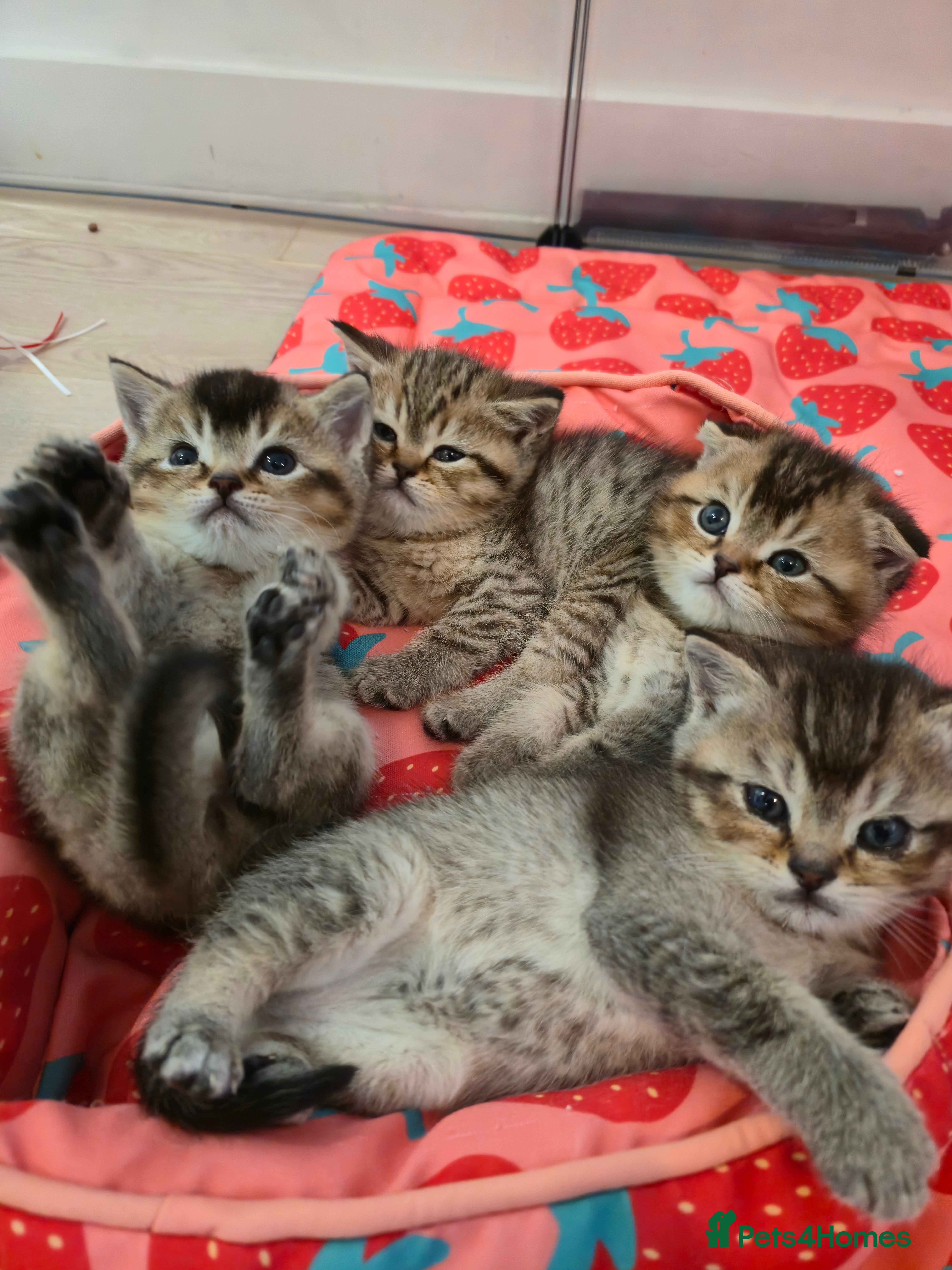 British Shorthair cats British Shorthair kittens STUNNING 🐈 😺  - Advert 17