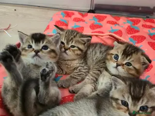 British Shorthair cats British Shorthair kittens READY 7TH FEB 🐈 😺 - Advert 5