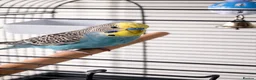 Budgerigars birds for sale: 5 months male budgie in Staines - Advert 1