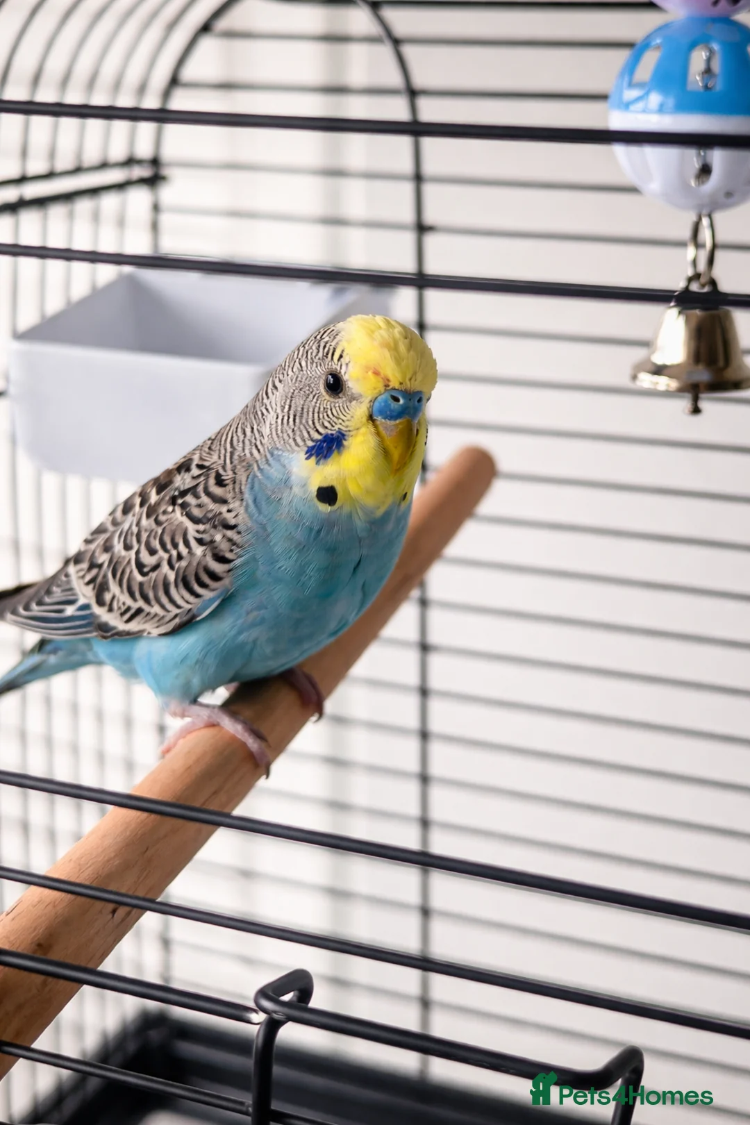 Budgerigars birds for sale: 5 months male budgie in Staines - Advert 1