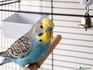 Budgerigars birds 5 months male budgie - Advert 5