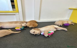 Golden Retriever dogs for sale: Golden retriever puppies for sale  - Image 11
