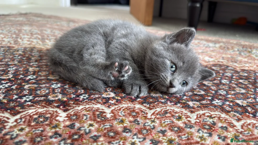 British Shorthair cats for sale: Lovely kittens  - Advert 12