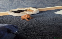 Cockapoo dogs for sale: 1 Beautiful Fox Red Boy Cockapoo Left  - Advert 23