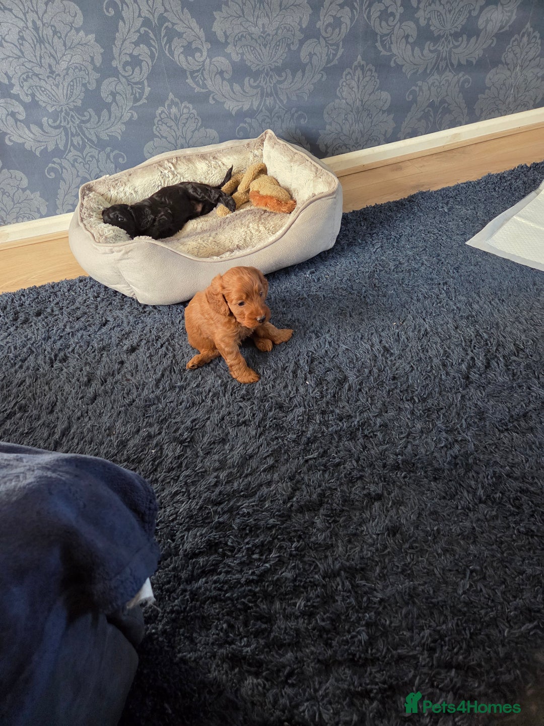 Cockapoo dogs for sale: 1 Beautiful Fox Red Boy Cockapoo Left  - Advert 23