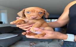 Dachshund dogs for sale: Miniature Dachshund Litter - Image 12