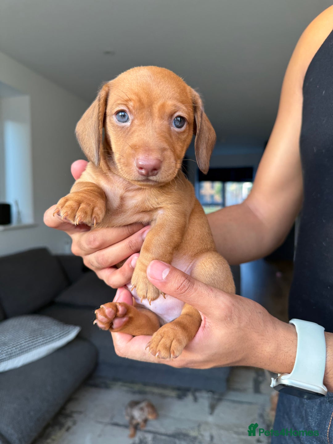 Dachshund dogs for sale: Miniature Dachshund Litter - Image 12