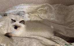 Ragdoll cats for sale: Full Ragdoll kittens  - Image 9