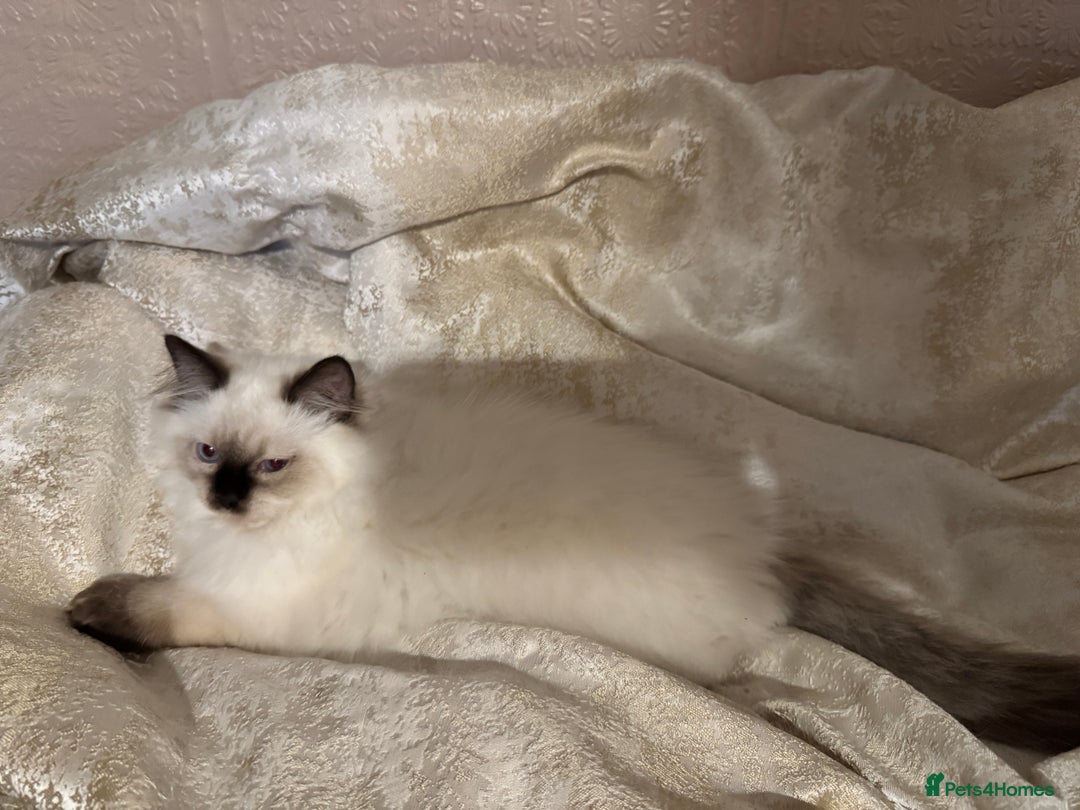 Ragdoll cats for sale: Full Ragdoll kittens  - Image 9