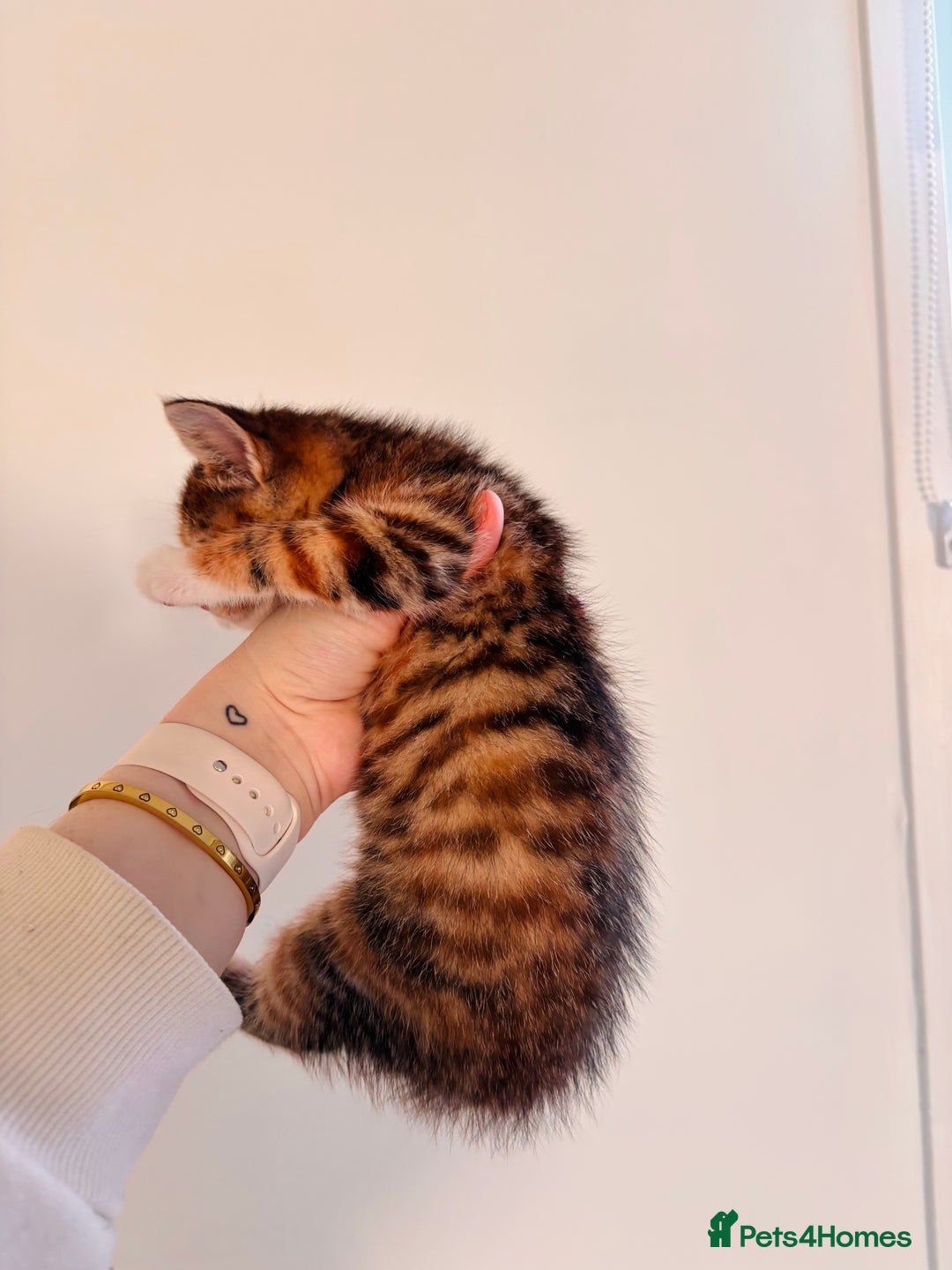 Bengal cats for sale: Mixed bengal male - Advert 8