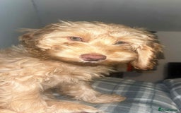 Cockapoo dogs for sale: Beautiful female cockerpoo puppy - Image 5