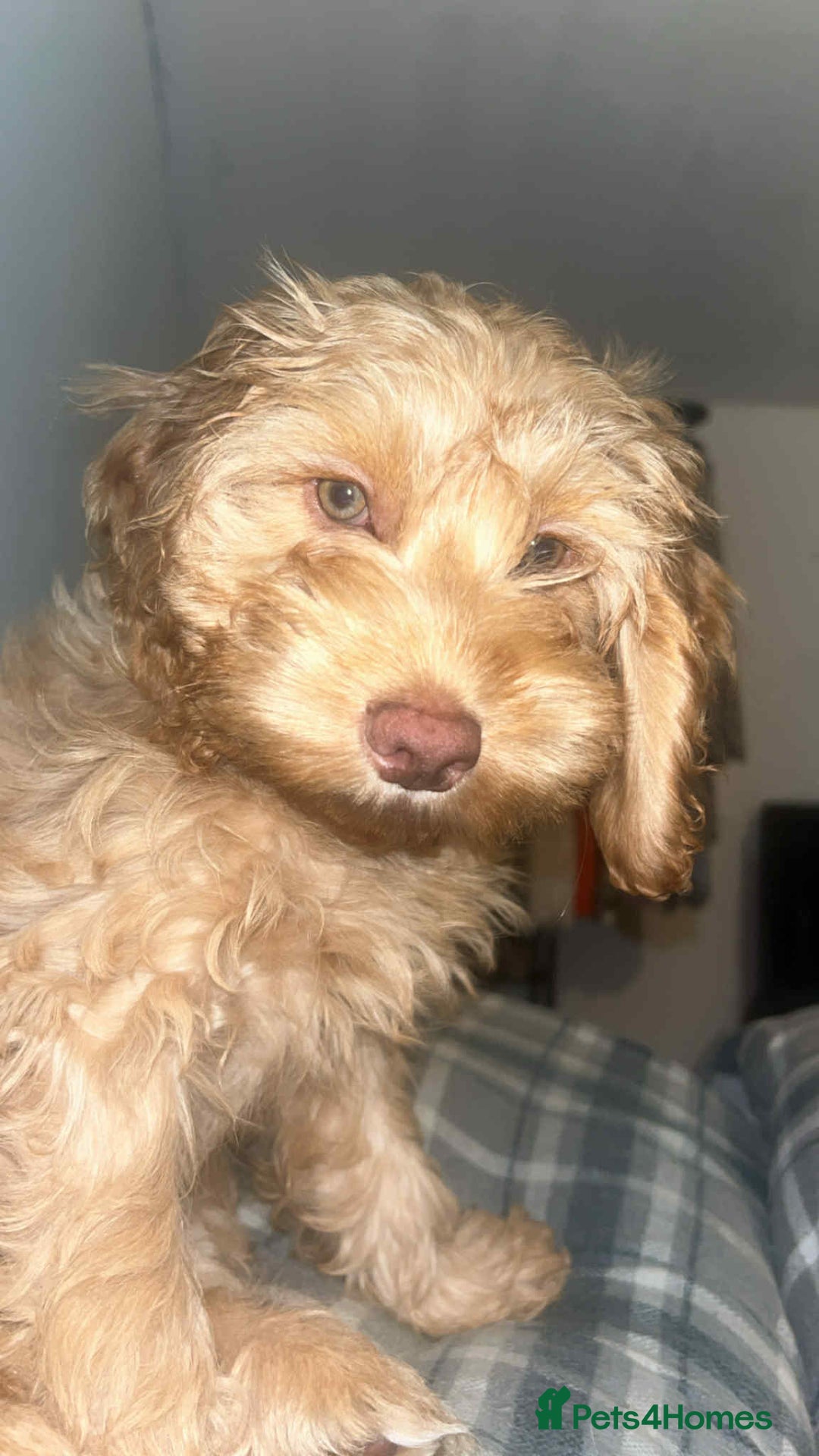 Cockapoo dogs for sale: Beautiful female cockerpoo puppy - Image 5
