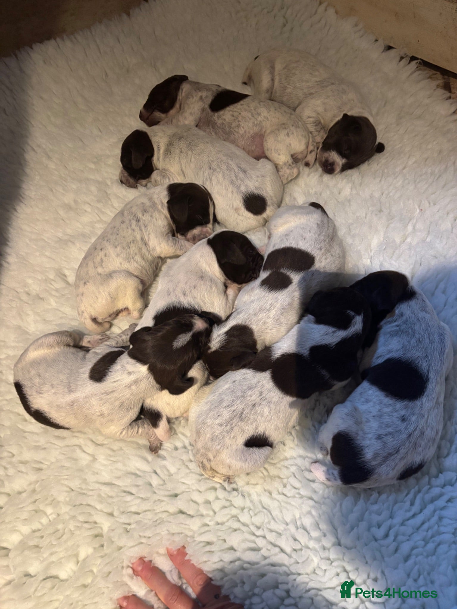 German Shorthaired Pointer dogs German shorthaired pointers puppies kc registered  - Advert 2