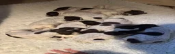 German Shorthaired Pointer dogs for sale: German shorthaired pointers puppies kc registered  in Uckfield - Advert 2