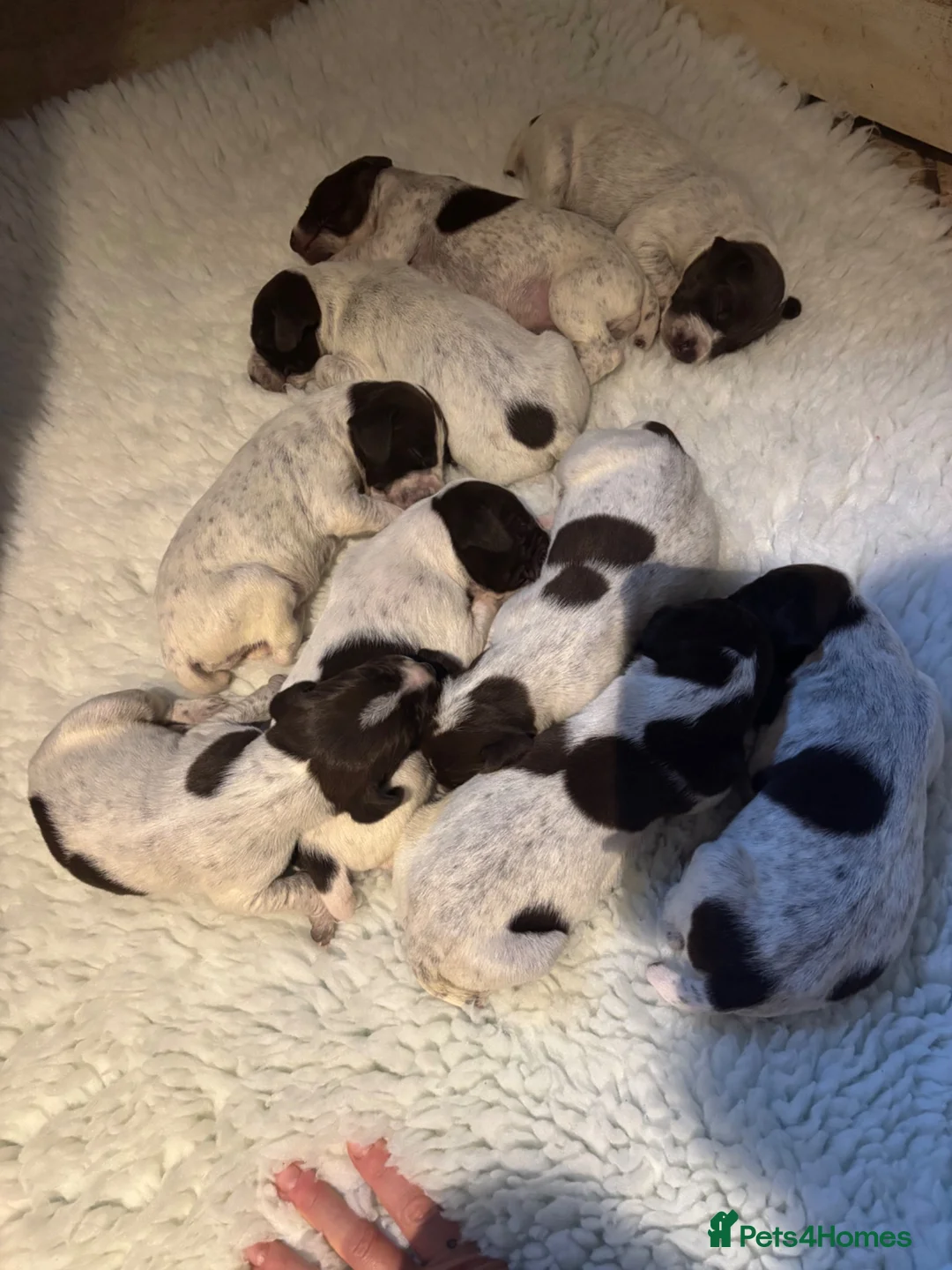 German Shorthaired Pointer dogs for sale: German shorthaired pointers puppies kc registered  in Uckfield - Advert 2