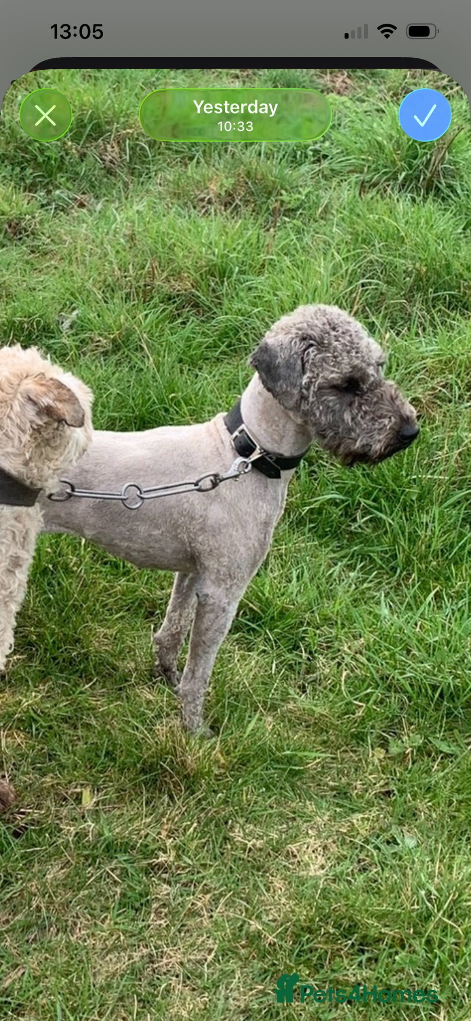 Mixed Breed dogs for sale: Beddy Wheaton x whippet  - Advert 1