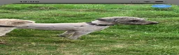 Mixed Breed dogs for sale: Beddy Wheaton x whippet  in Worksop - Advert 1