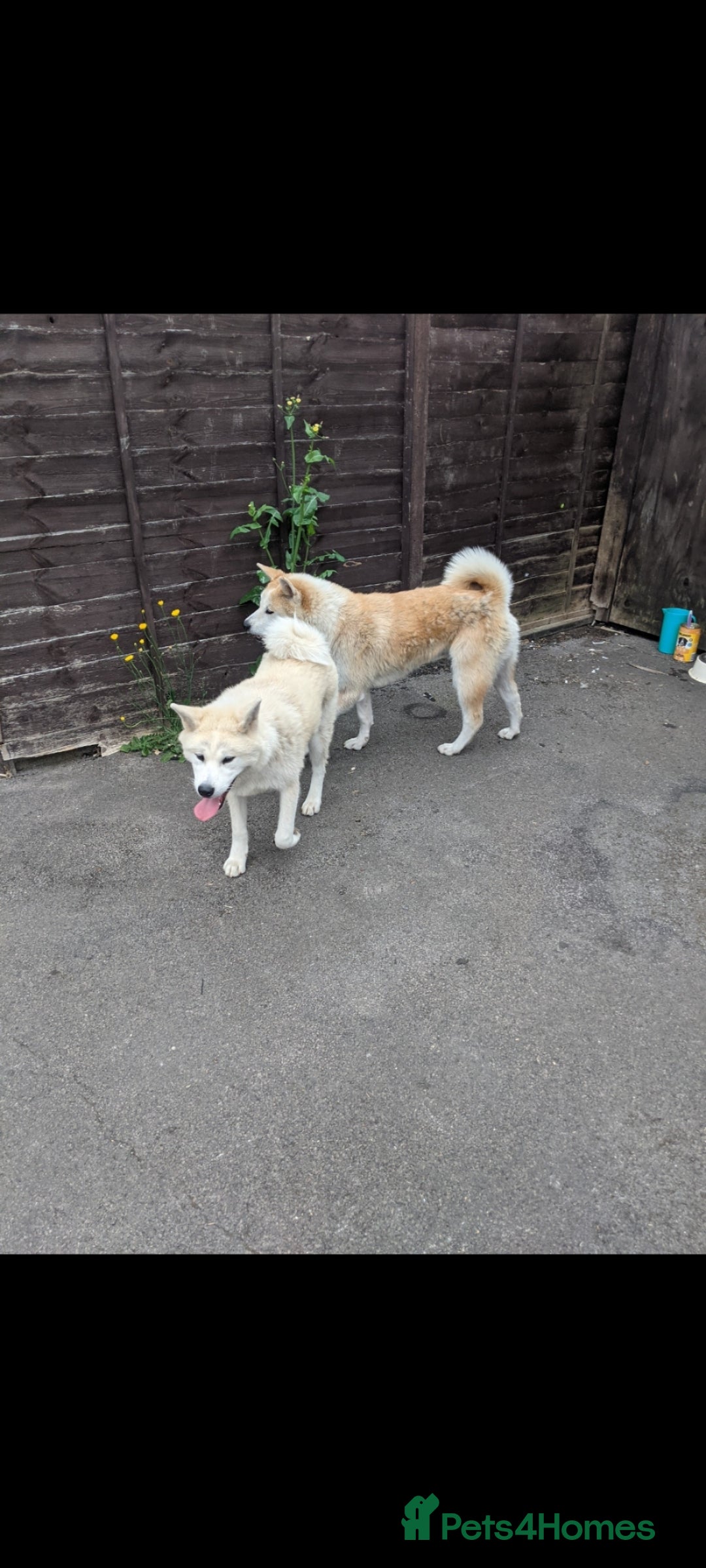 Akita dogs for sale: Rehoming two dogs – Akita Inu & Akita Shiba - Advert 2