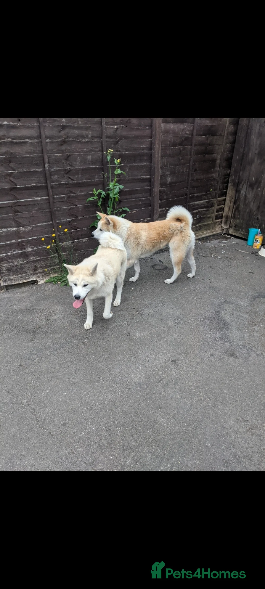 Akita dogs for sale: Rehoming two dogs – Akita Inu & Akita Shiba - Advert 2
