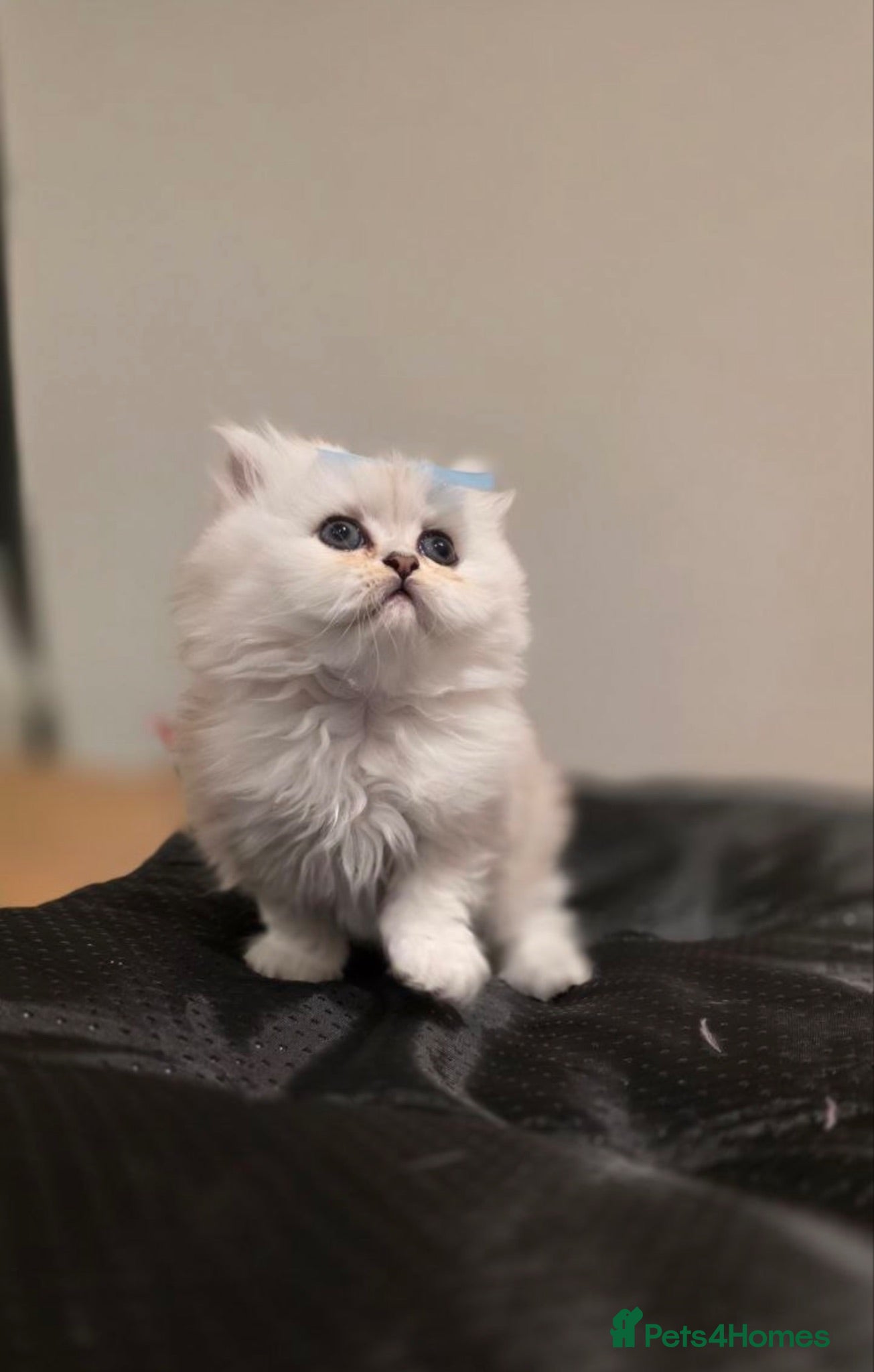 Persian cats     ✨Stunning Pure Persian Chinchilla Ready to Go✨ - Advert 1