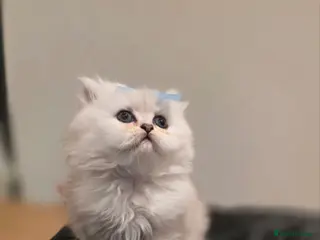 Persian cats ✨Stunning Pure Persian Chinchilla Ready to Go✨ - Advert 1