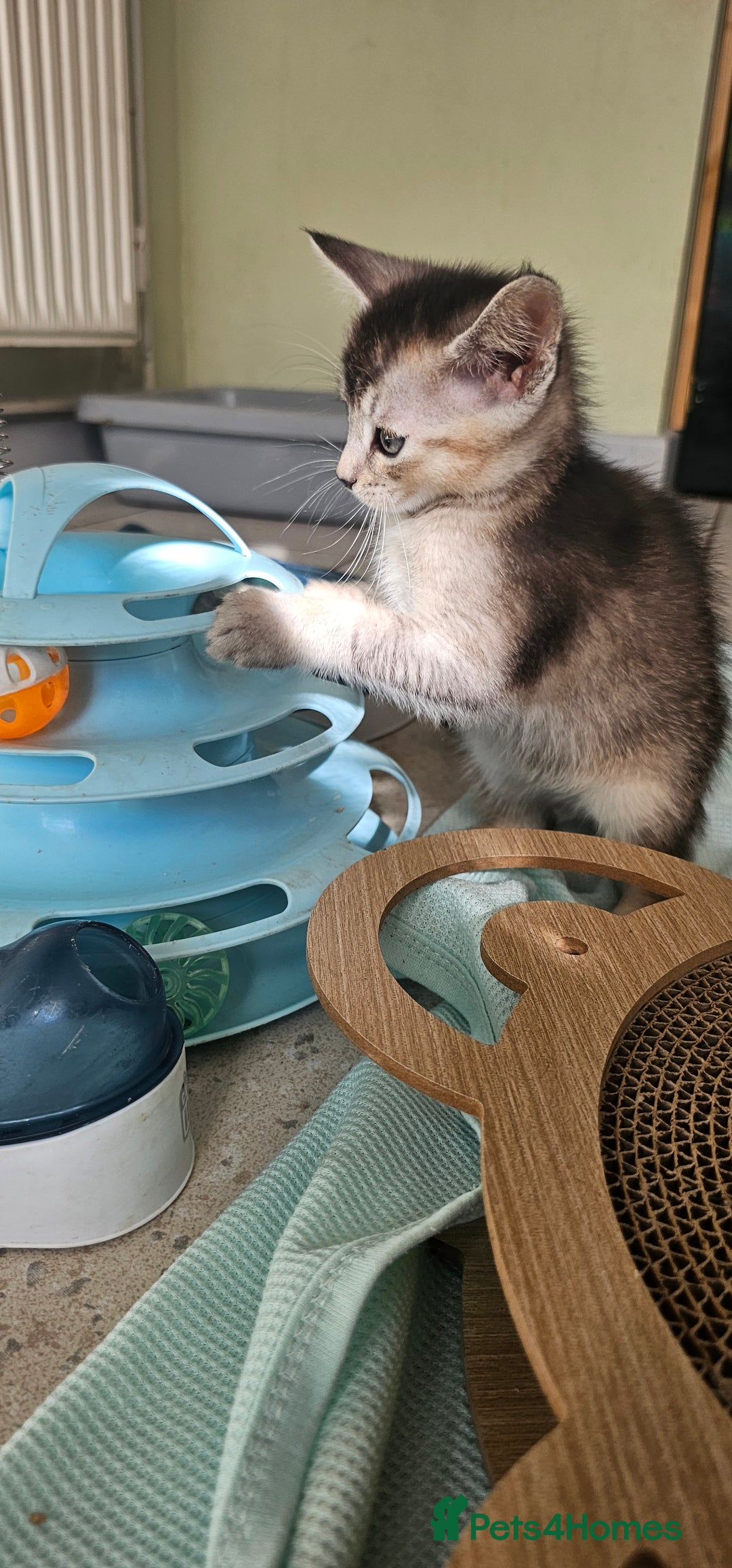 Abyssinian cats for sale: Abyssinian and Bengal x kittens 😻 - Image 36