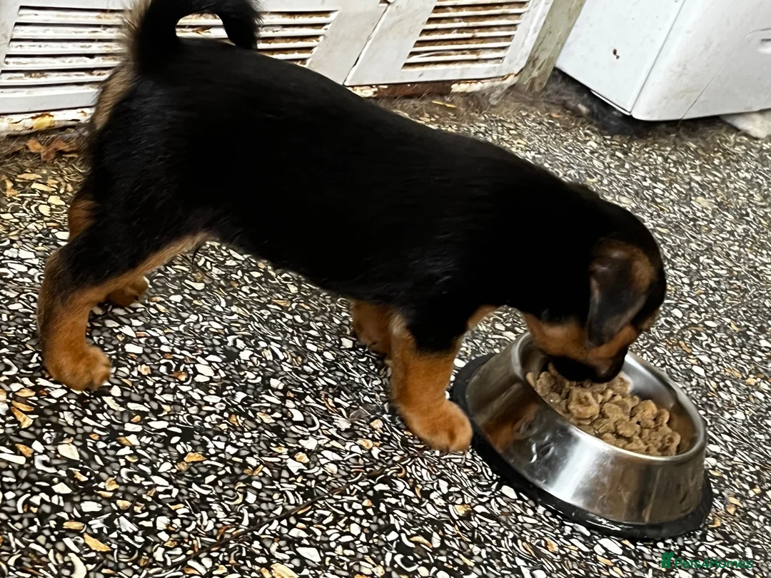 Jack Russell dogs for sale: Adorable Jack Russel pups for sale 3 boys in Rugeley - Advert 9