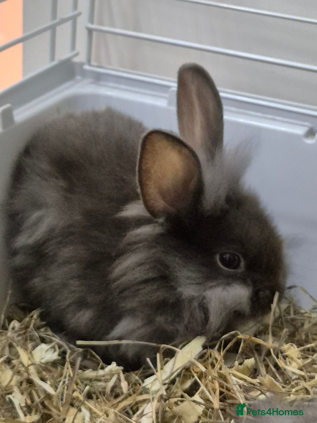 Lionhead rabbits for sale: Lionhead x angora rabbits  - Advert 4