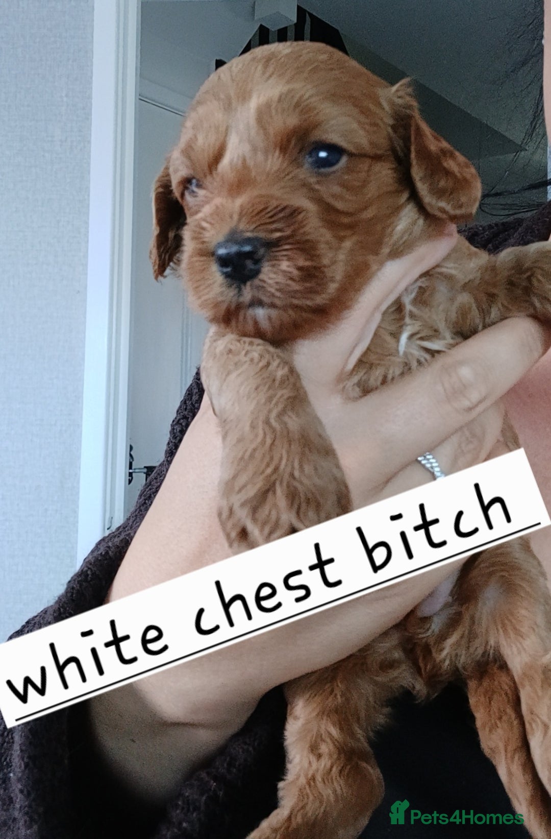 Cockapoo dogs for sale: Beautiful cockapoo puppies  - Image 2