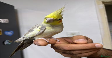 Budgerigars birds Budgies and cockatiel for sale - Advert 6