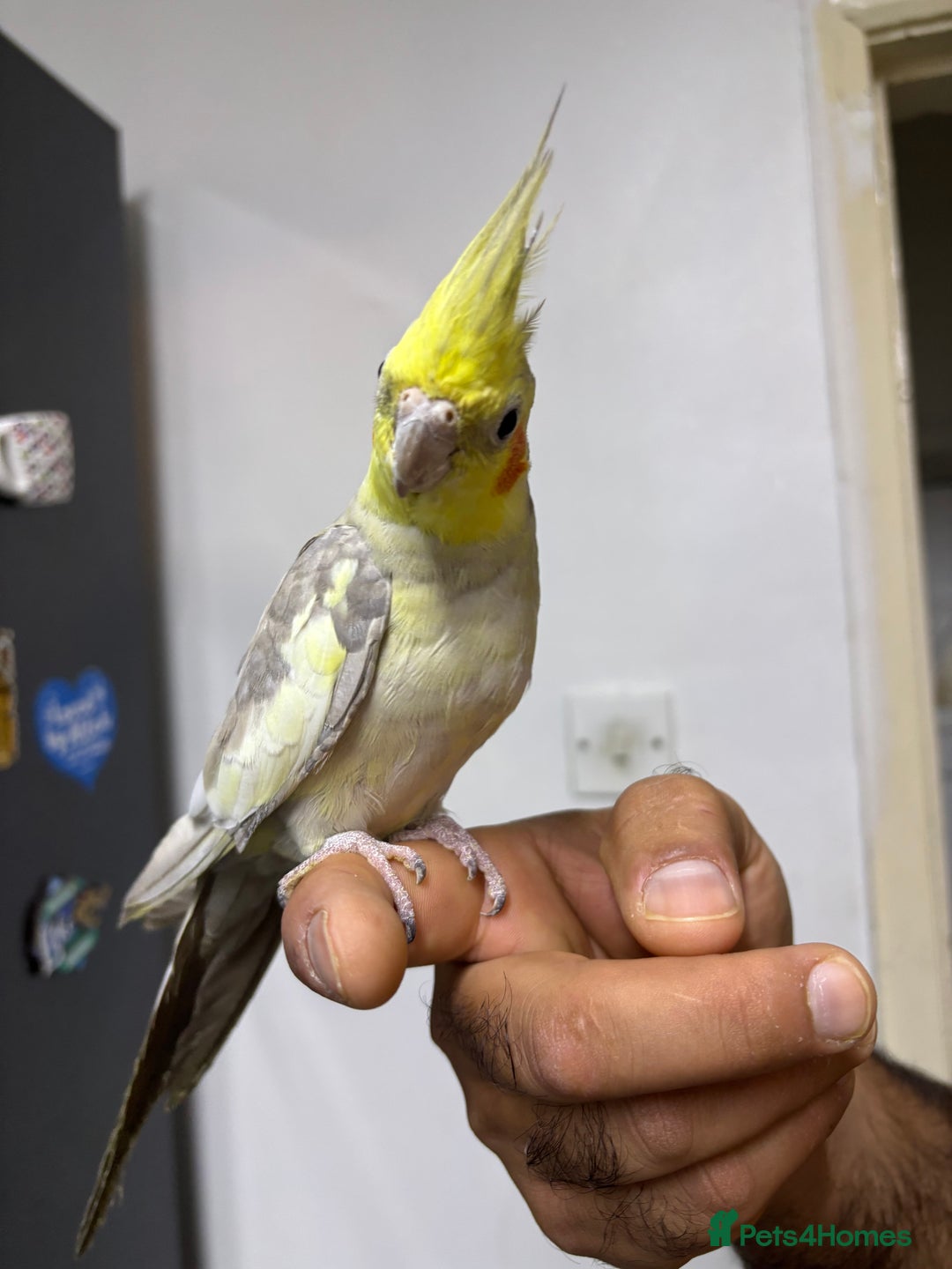 Budgerigars birds for sale: Budgies and cockatiel for sale - Advert 3