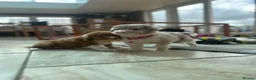 Bordoodle dogs for sale: Bordoodle boys and girls  - Advert 10