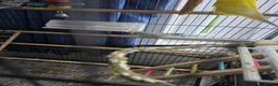 Budgerigars birds for sale: Budgies for sale  in Canvey Island - Advert 3