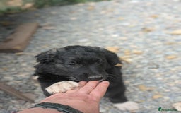 Mixed Breed dogs for adoption: Tillie needs a home with another dog! - Image 5
