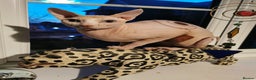 Sphynx cats for stud: Sphynx boy for stud  in Southampton - Advert 19