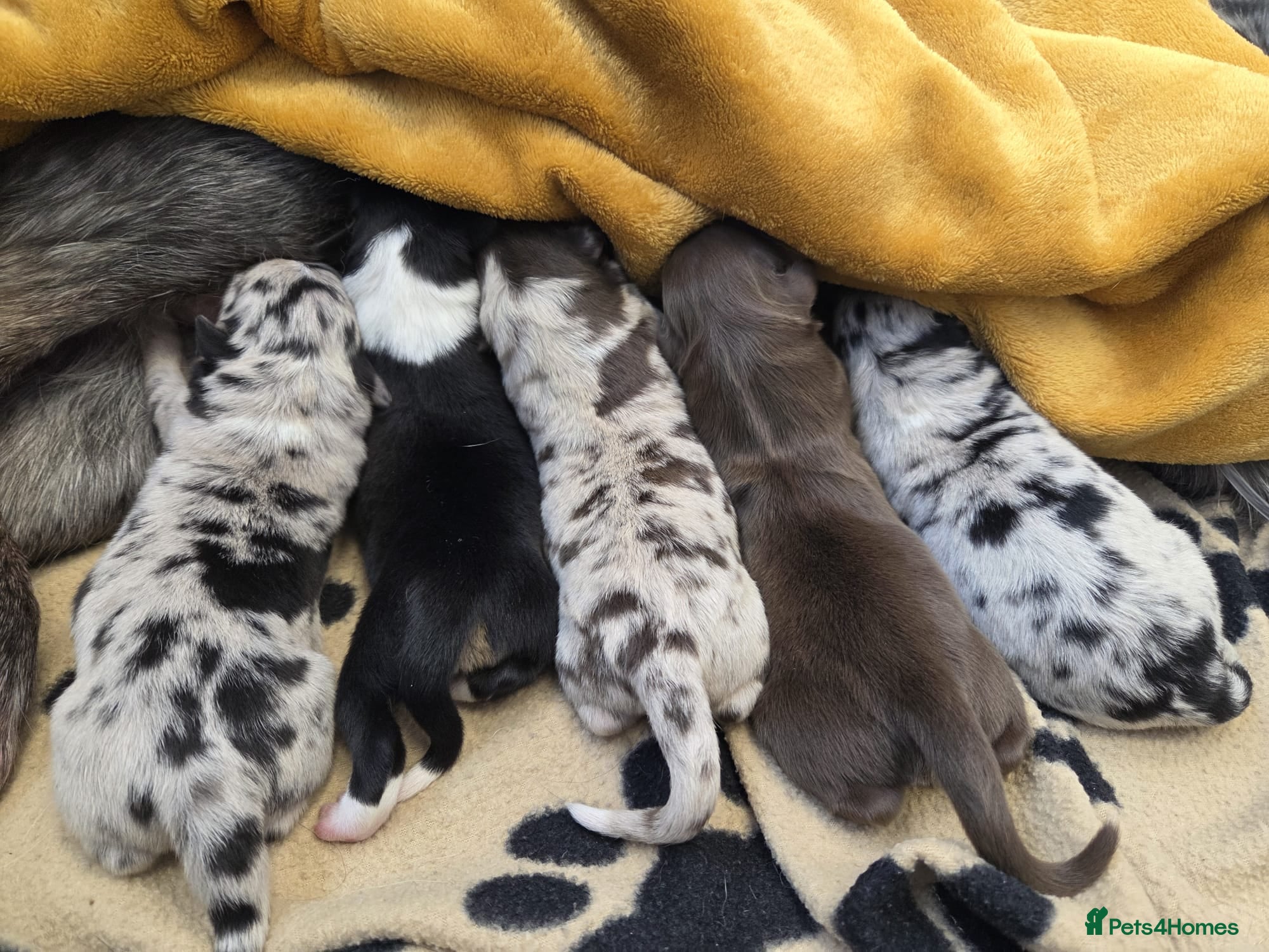 Border Collie dogs A litter of 5 beautiful collie pups  - Advert 5