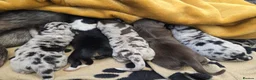 Border Collie dogs for sale: A litter of 5 beautiful collie pups  - Advert 1