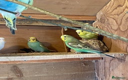 Budgerigars birds for sale: Baby budgies  - Image 4
