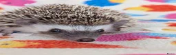 Pygmy Hedgehog rodents for sale: Reduced!!! 3 Stunning Females. Ready Now!!!! - Advert 9