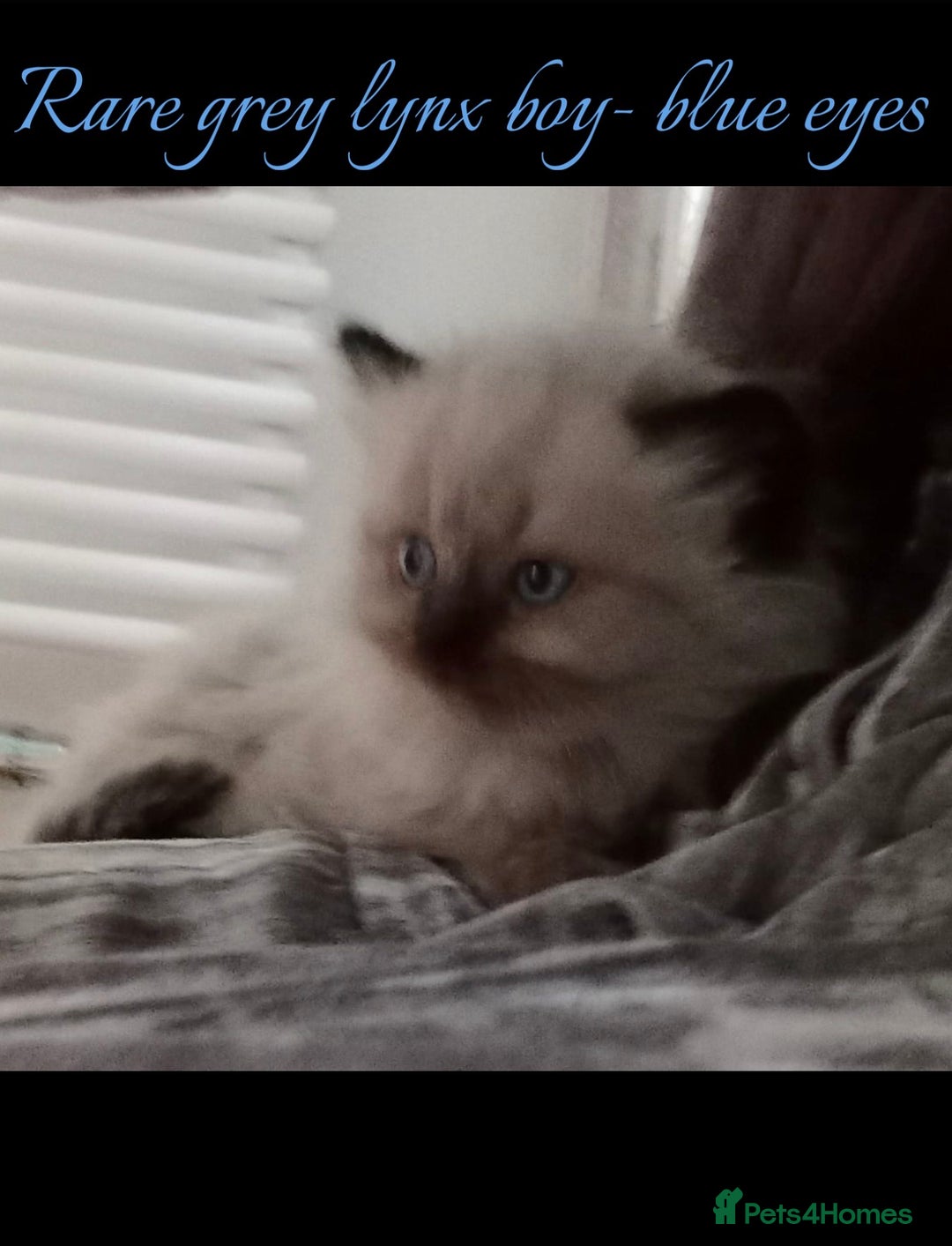 Persian cats for sale: Persians with beautiful features 4 AVAILABLE - Advert 9