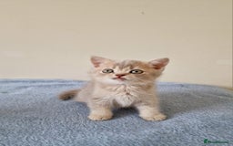 British Shorthair cats for sale: 3 beautiful british shorthair kittens 🥰 - Image 14