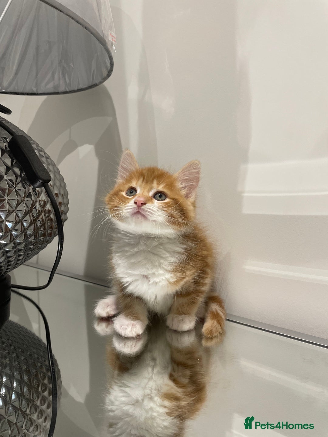 Mixed Breed cats for sale: Beautiful kittens ready to go now  - Advert 4