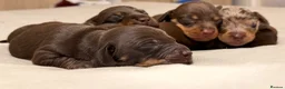 Miniature Dachshund dogs for sale: Cute little pumpkins 💕  - Advert 3