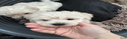Maltese dogs for sale: Beautiful Maltese puppies for sale - Advert 3